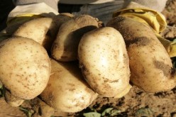 جني أكثر من 252 ألف قنطار من البطاطس بولاية الجلفة