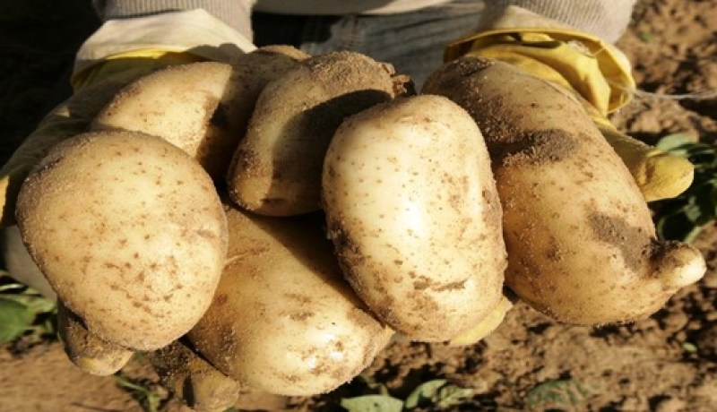 جني أكثر من 252 ألف قنطار من البطاطس بولاية الجلفة