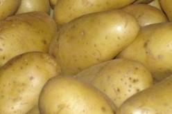 مليون قنطار من البطاطا معرضة للفساد بسبب غرف التبريد