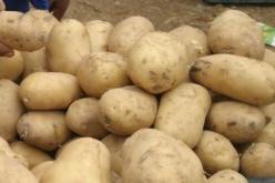 النيابة تطالب بتشديد عقوبة المتهم باسترداد البطاطا الموجهة لتغدية الخنازير بكندا