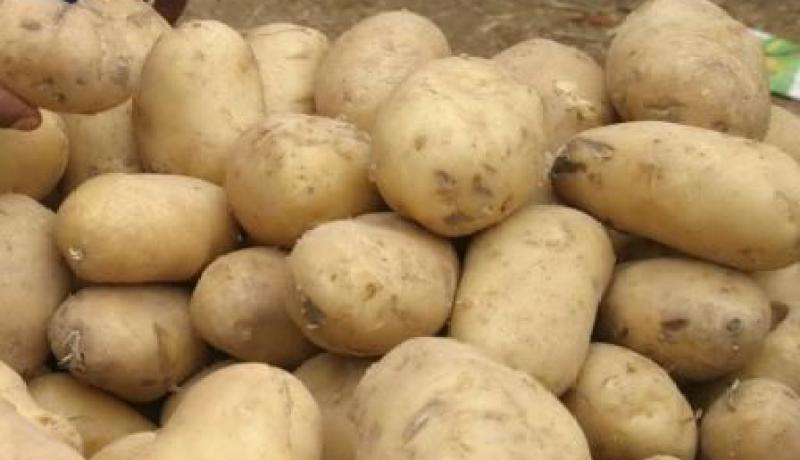 النيابة تطالب بتشديد عقوبة المتهم باسترداد البطاطا الموجهة لتغدية الخنازير بكندا