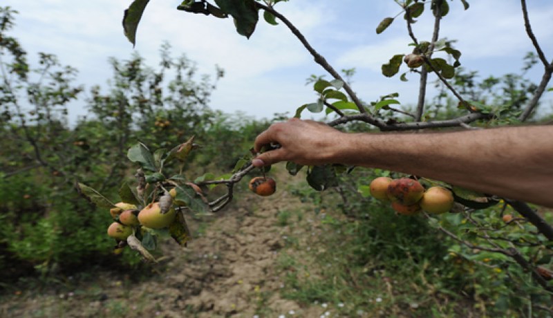 سرطان ‬أشجار التفاح والإجاص‮ ‬يهدّد حياة الجزائريين