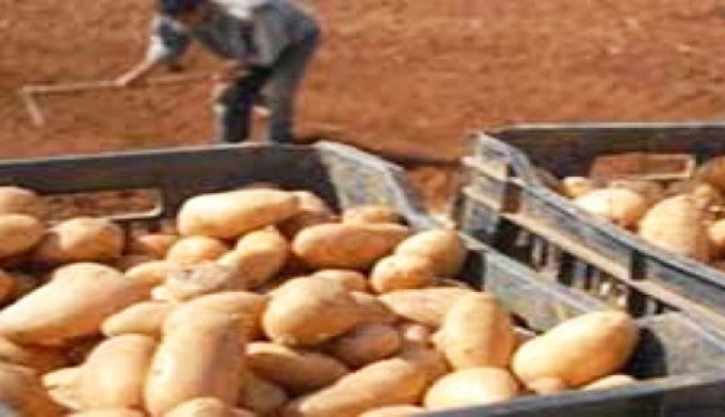 تسويق زهاء 10 الالف قنطار من البطاطس المخزنة لضبط الأسعار في بومرداس