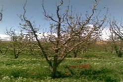 غرس ألفي هكتار بأشجار غابية ومثمرة في الشلف