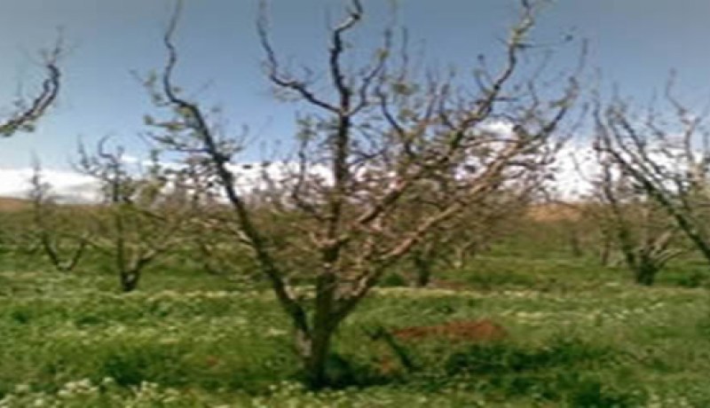 غرس ألفي هكتار بأشجار غابية ومثمرة في الشلف