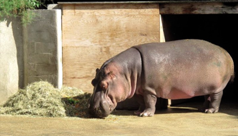 فرس النهر ''رودولف'' يصل إلى الجزائر على متن طائرة عسكرية خاصة