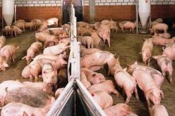 السعيد بركات يشتبه في وجود حالتين لأنفلوانزا الخنازير بالجزائر