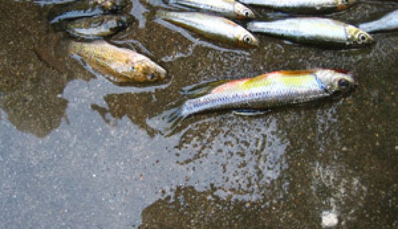 القاذورات ومياه قنوات الصرف الصحي تصب فيه:أسماك ميتة بسد بوقرة بتسيمسيلت تهدد بكارثة بيئية