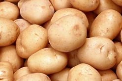 الجزائر :ترقب تخزين أكثر من 40 ألف قنطار من محصول البطاطس ببومرداس