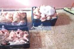 بالصور..حجز 3 قناطير من الدجاج الفاسد بسيدي علي في مستغانم