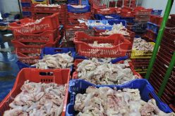 العثور على مذبح غير شرعي وحجز 285 كلغ من اللحوم البيضاء الفاسدة بتيبازة