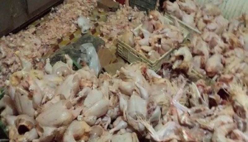 حجز 160 قنطار من الدجاج الفاسد في خنشلة