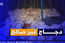 العثور على ورشة سرية لتعليب وتغليف الدواجن في البليدة!