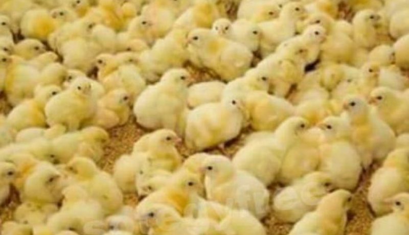 هلاك 1700 كتكوت في حريق بمدجنة بغليزان