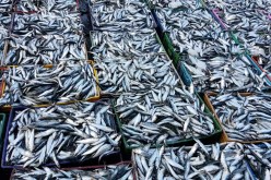 فروخي بخصوص ارتفاع اسعار السردين.. ستتحسن الأمور في جوان واكتوبر