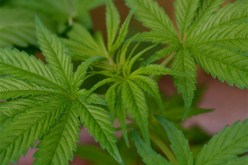 حجز 650 نبتة من القنب الهندي في مزرعة بولاية أدرار