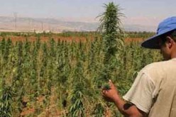 شيـــــــخ يحتـــــــرف زراعـــــــة ''القنـــــــب الهنـــــــدي'' فـــــــي أدرار!