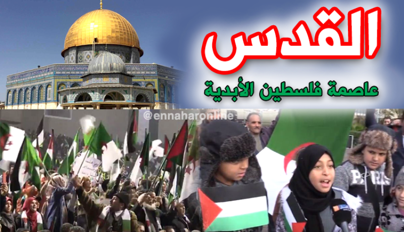 بالفيديو.. الشعب الجزائري مع فلسطين ظالمة أو مظلومة