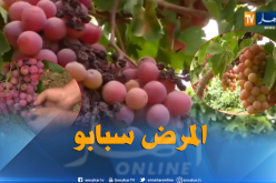 مرض الميليديو يعرقل تصدير منتوج العنب نحو الخارج