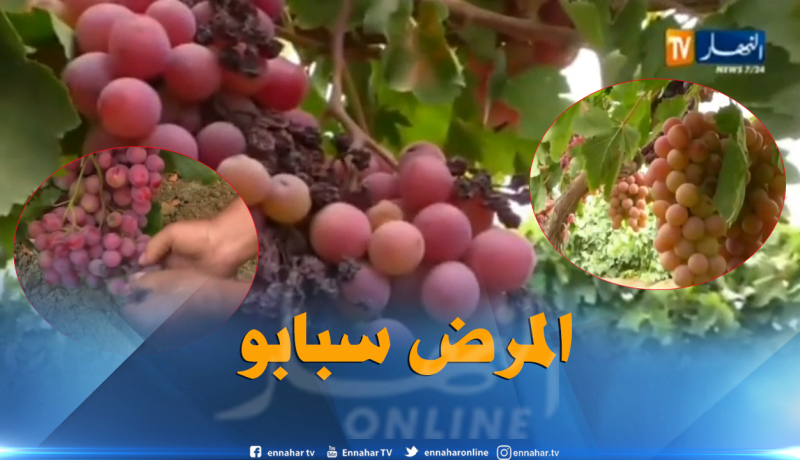 مرض الميليديو يعرقل تصدير منتوج العنب نحو الخارج