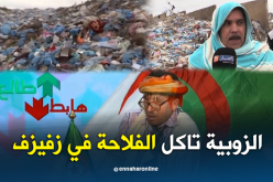 طالع هابط: الزوبية تأكل الفلاحة في زفيزف بسيدي بلعباس