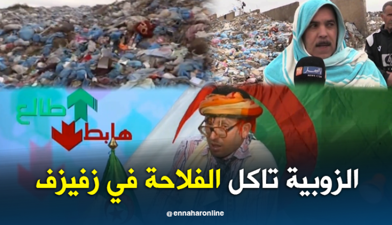 طالع هابط: الزوبية تأكل الفلاحة في زفيزف بسيدي بلعباس