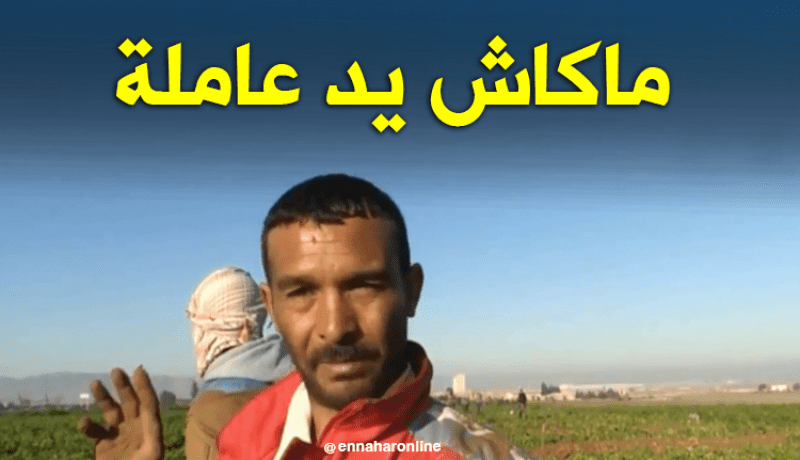 نقص اليد العاملة بحقول البطاطا بغليزان