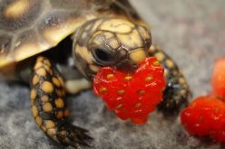 صور تساعدك للتغلب على الخوف من الزواحف