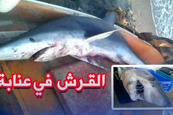 بالصور.. اصطياد قرشين في عنابة