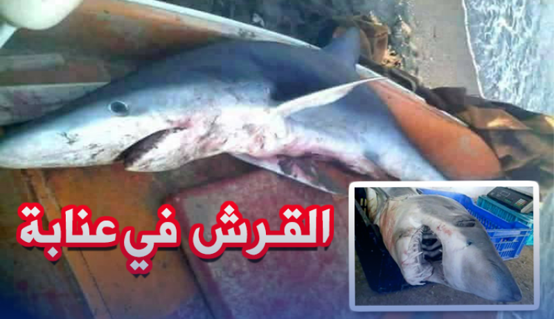 بالصور.. اصطياد قرشين في عنابة