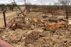 أمطار جهنمية تقتل نصف مليون بقرة في أيام