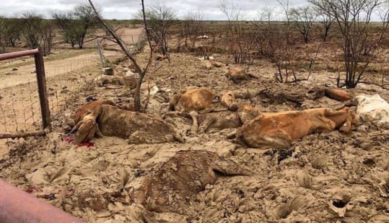 أمطار جهنمية تقتل نصف مليون بقرة في أيام