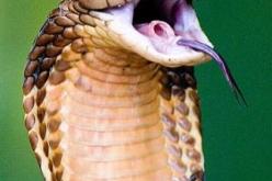 ثعبان ضخم يطردأعوان شرطة من مقر الأمن الحضري العاشر بقسنطينة