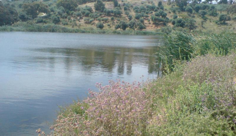 صلاة التراويح على روائح الزيڤو