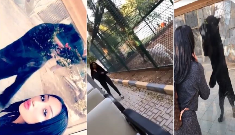 بالفيديو…محرز وزوجته ريتا يروضان الفهود في دبي !