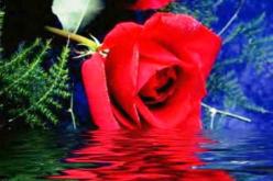 الى من يريد أن يكمل نصف دينه