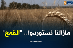 حلم تحقيق الإكتفاء الذاتي للقمح يتلاشى أمام إستمرارالإستيراد