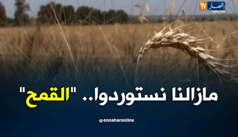 حلم تحقيق الإكتفاء الذاتي للقمح يتلاشى أمام إستمرارالإستيراد