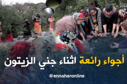 هذه هي مراحل جني الزيتون وتحويله إلى زيت