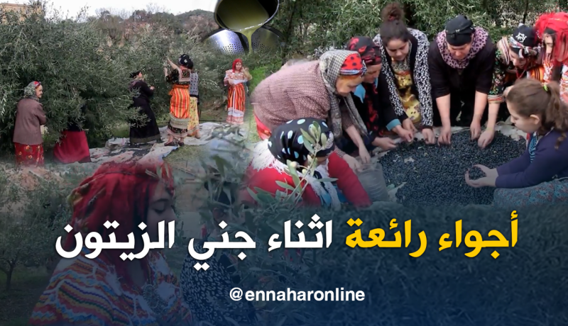 هذه هي مراحل جني الزيتون وتحويله إلى زيت