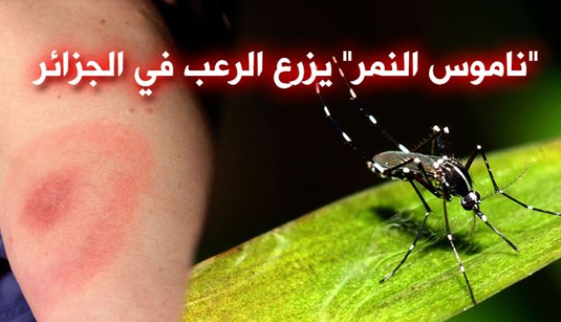 ناموس النمر يفزع الجزائريين