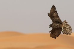 تركيا تطلق سراح صقر متهم بالتجسس لصالح إسرائيل