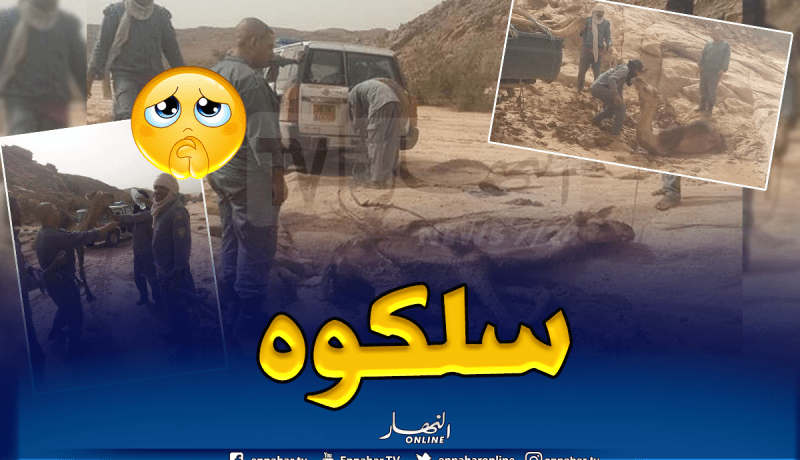 بالصور..إنقاذ جمل من موت محقق بصحراء تمنراست