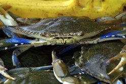 خبراء يصممون سرطان بحر آليا لإزالة سرطان المعدة