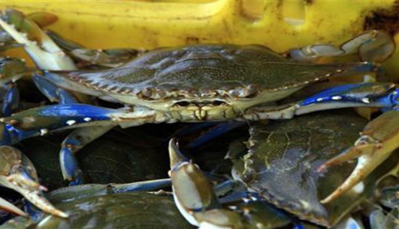 خبراء يصممون سرطان بحر آليا لإزالة سرطان المعدة