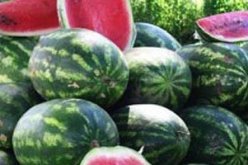 إصابة 12 الشخص فى اشتباكات بسبب بطيخة بخنشلة