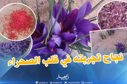 الوادي .. الزعفران الذهب الأحمر نجاح تجربته في قلب الصحراء