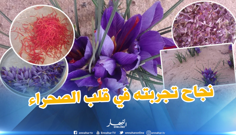 الوادي .. الزعفران الذهب الأحمر نجاح تجربته في قلب الصحراء