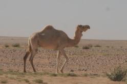 إجراءات خاصة بالجنوب الجزائري لتأمين احتفالات نهاية السنة