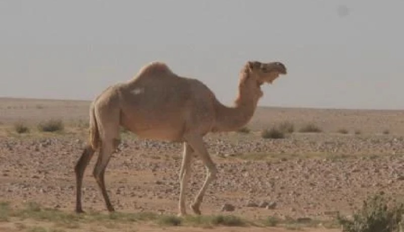 إجراءات خاصة بالجنوب الجزائري لتأمين احتفالات نهاية السنة